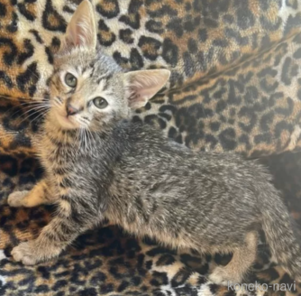 販売中の愛知県のサバンナキャット-115546の2枚目